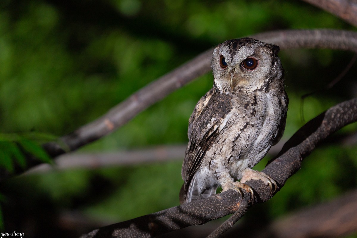 Collared Scops-Owl - ML400314201