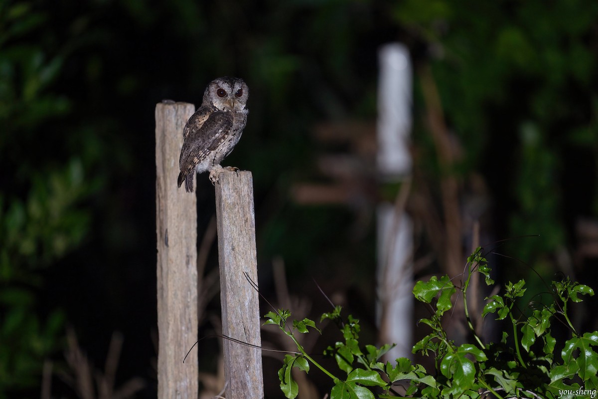 Collared Scops-Owl - ML400314231