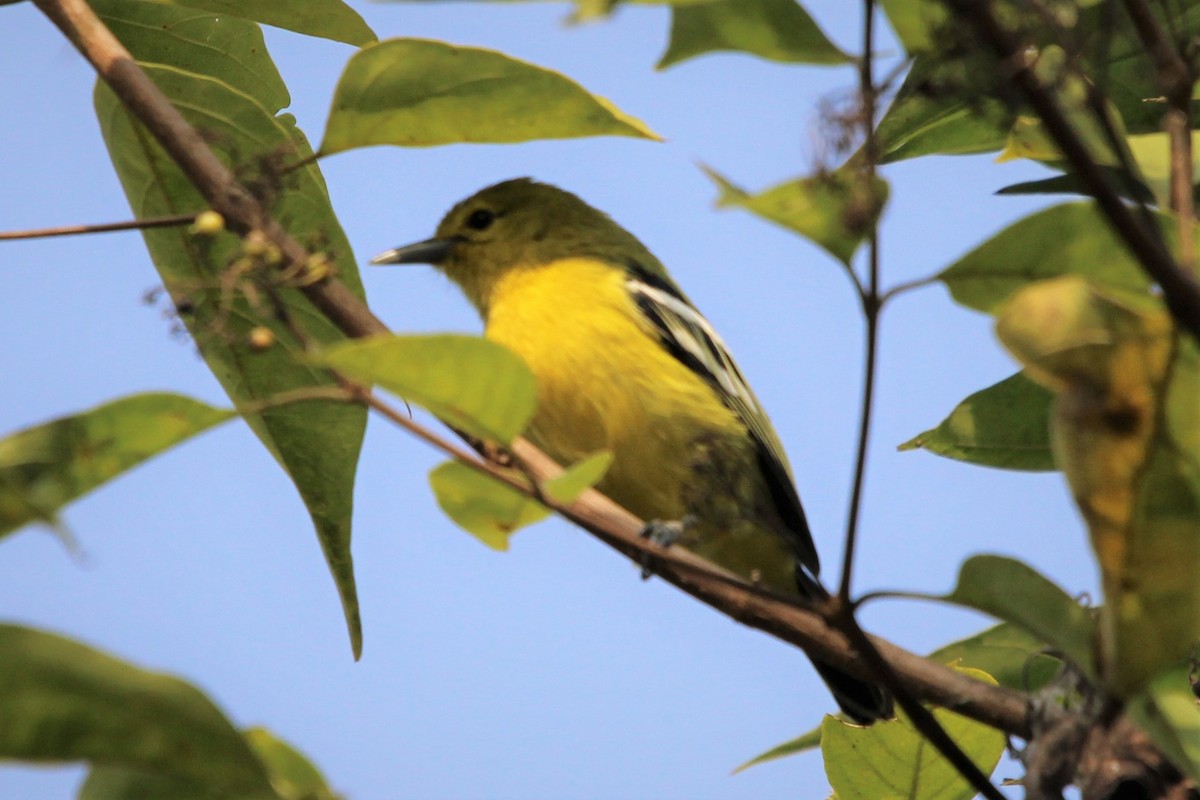 Garteniora - ML400316851