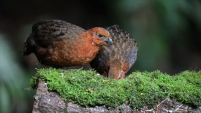 Chestnut Wood-Quail - ML400318651