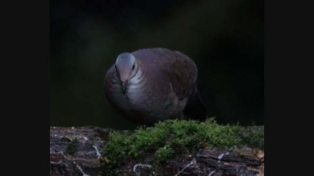 White-throated Quail-Dove - ML400318771