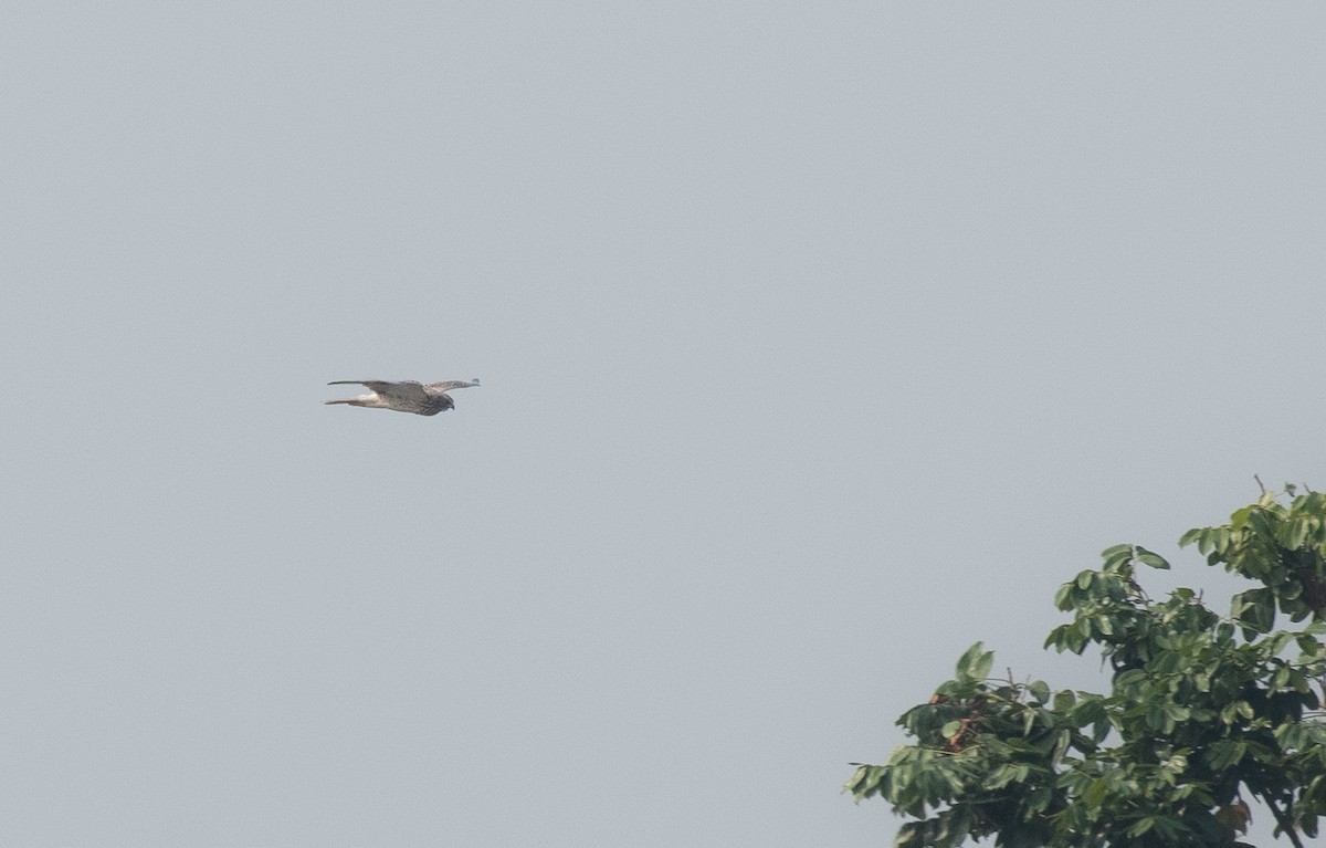Eastern Marsh Harrier - Suman Samanta