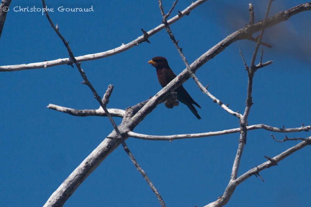 Broad-billed Roller - ML400319481