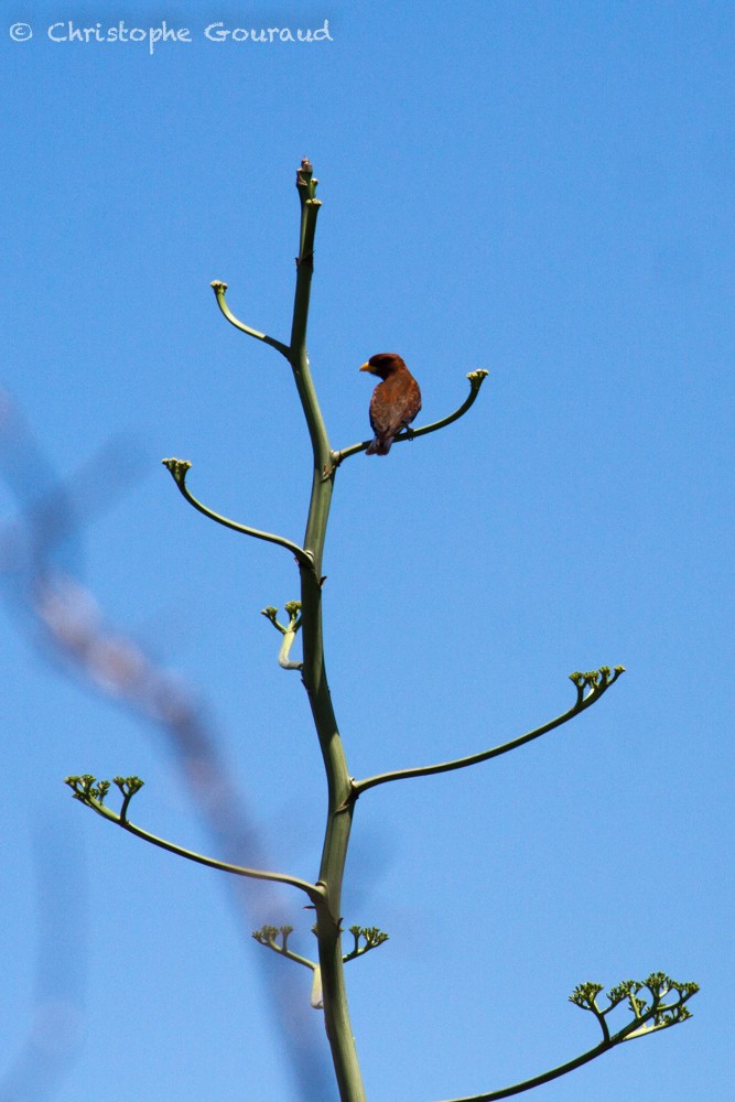 Broad-billed Roller - ML400319571