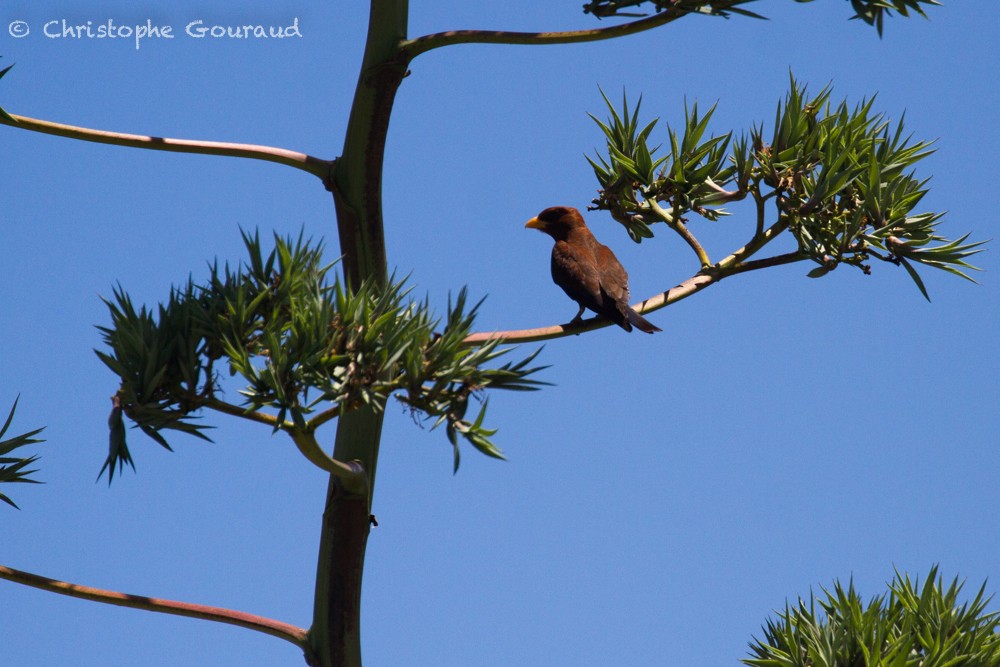 Broad-billed Roller - ML400319581