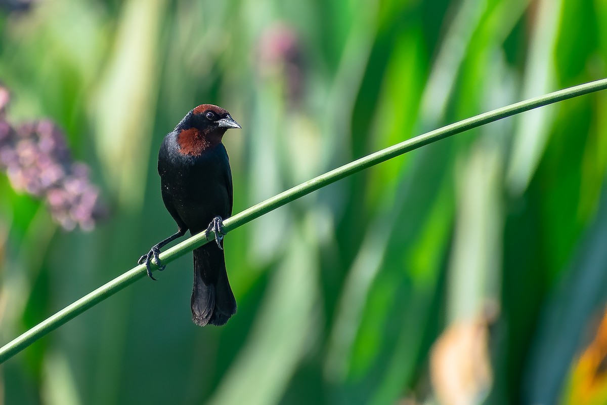 Chestnut-capped Blackbird - ML400319661