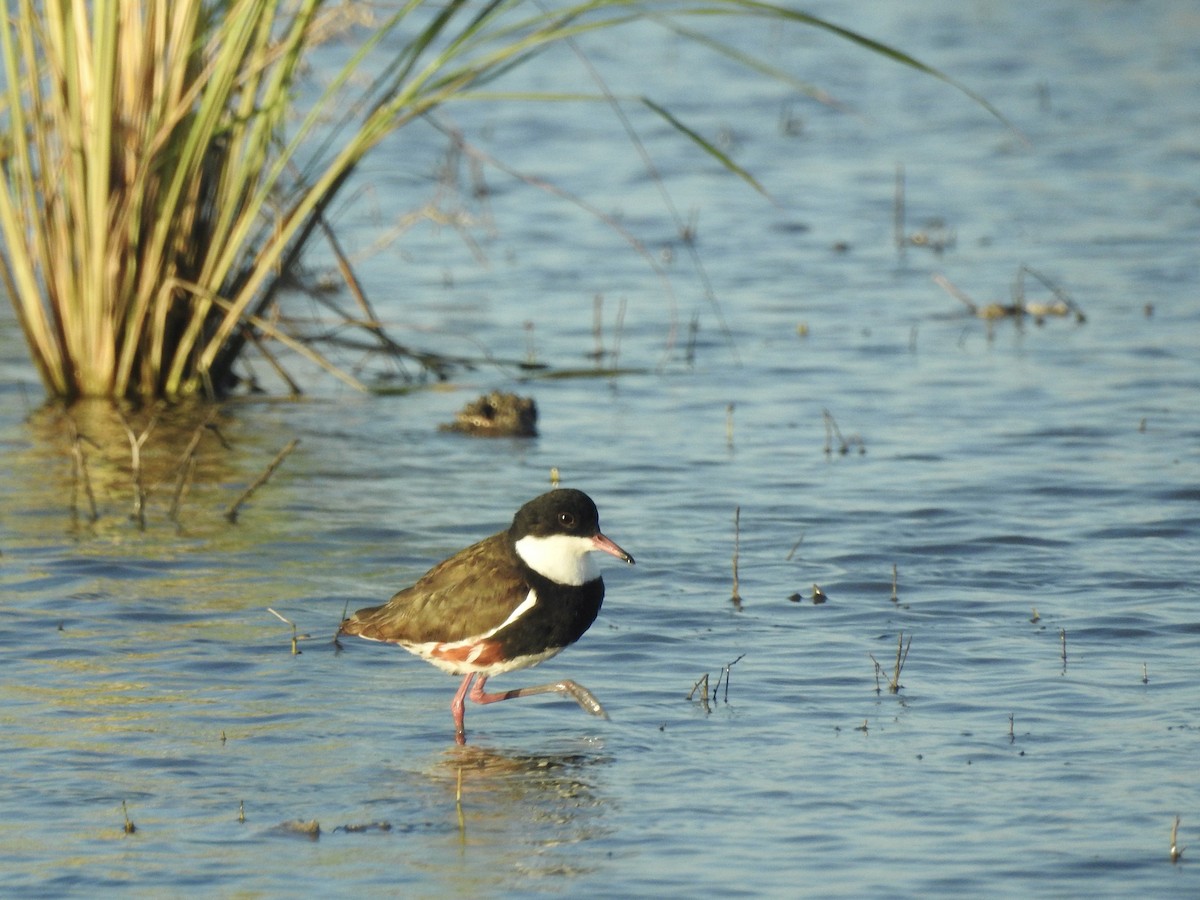 Red-kneed Dotterel - ML400320111
