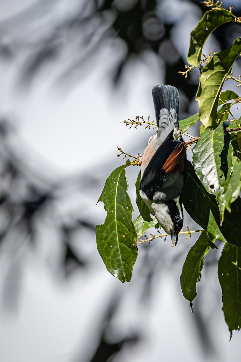 White-browed Shrike-Babbler (Chestnut-winged) - ML400321921