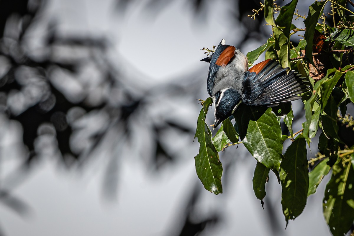 White-browed Shrike-Babbler (Chestnut-winged) - ML400321941