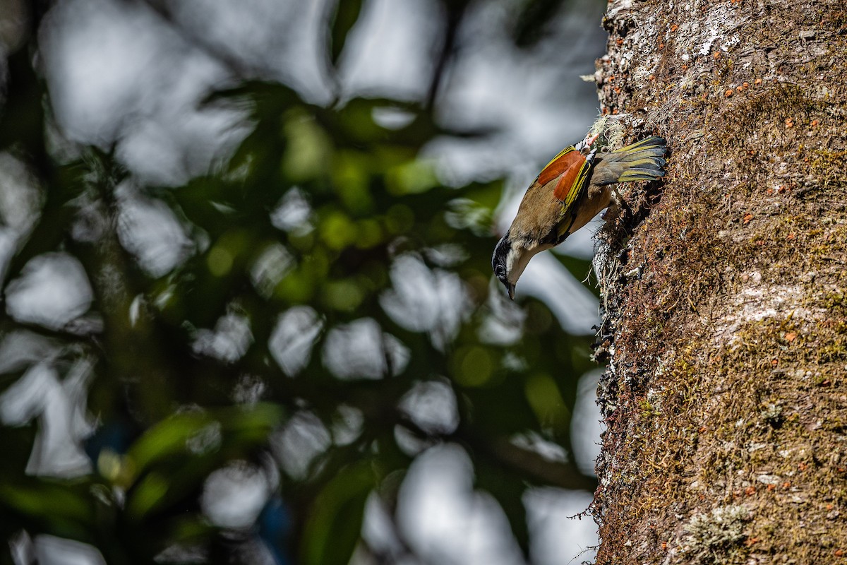 White-browed Shrike-Babbler (Chestnut-winged) - ML400321971