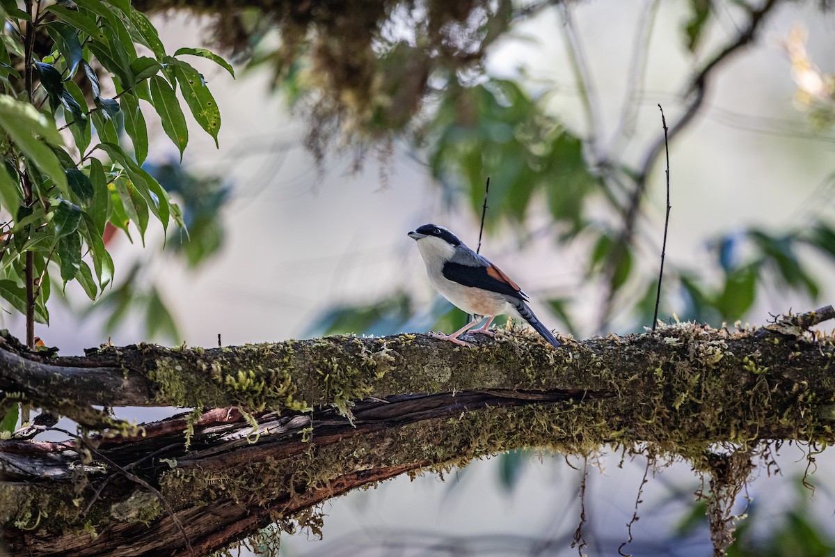 White-browed Shrike-Babbler (Chestnut-winged) - ML400321981