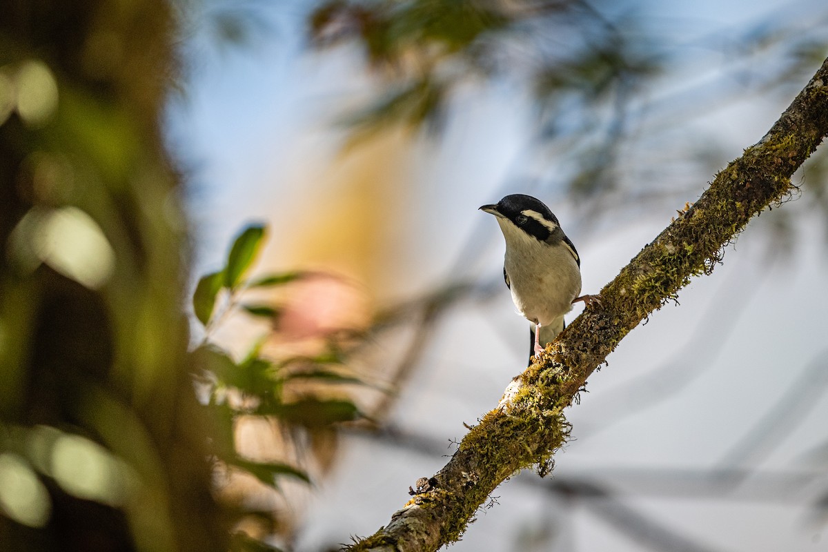 White-browed Shrike-Babbler (Chestnut-winged) - ML400321991