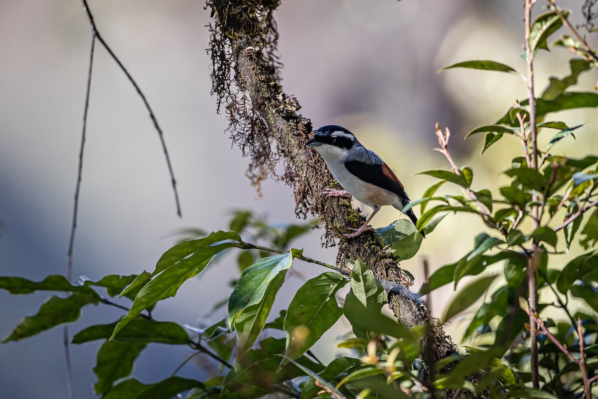 White-browed Shrike-Babbler (Chestnut-winged) - ML400322041