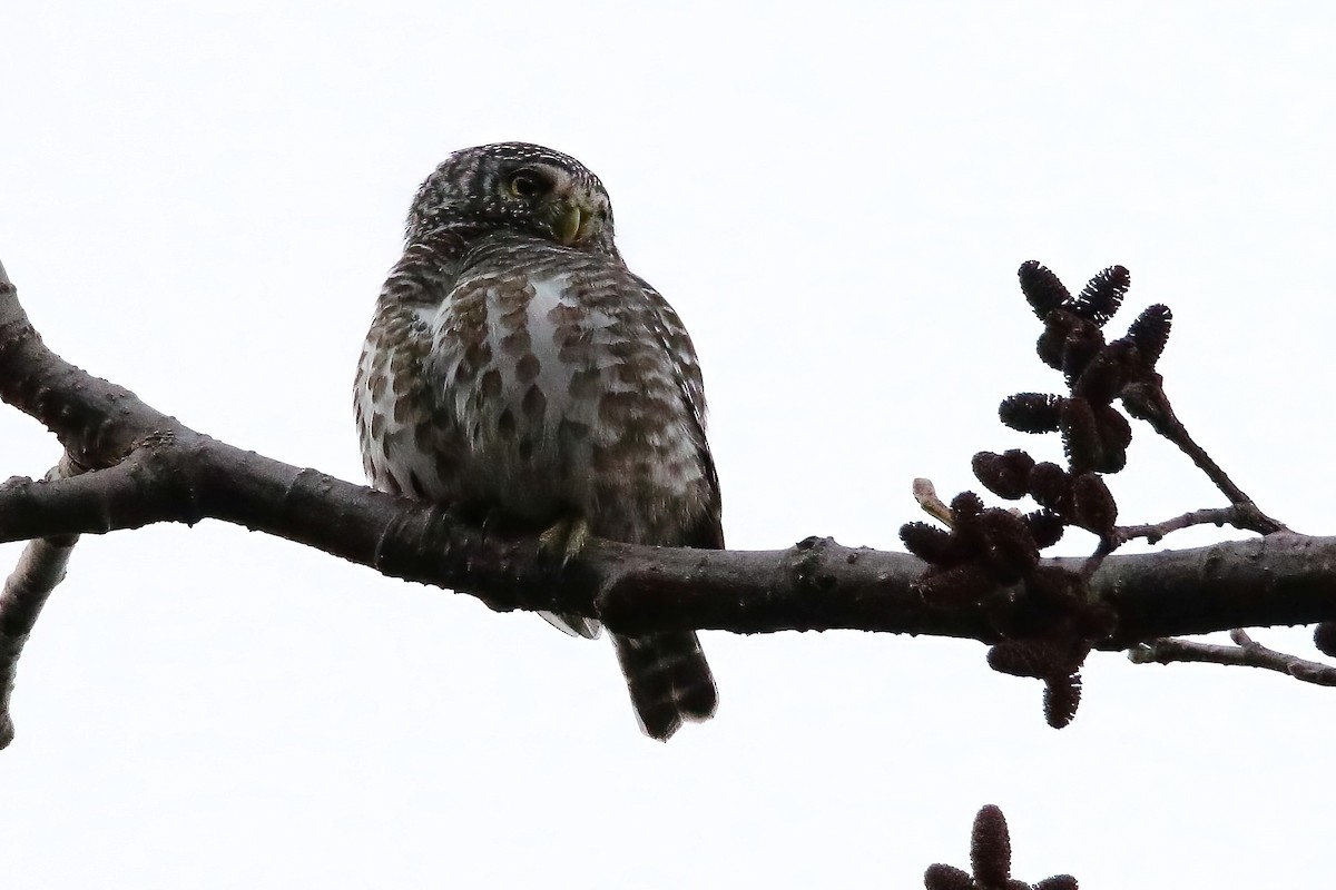 Collared Owlet - Sabarish B