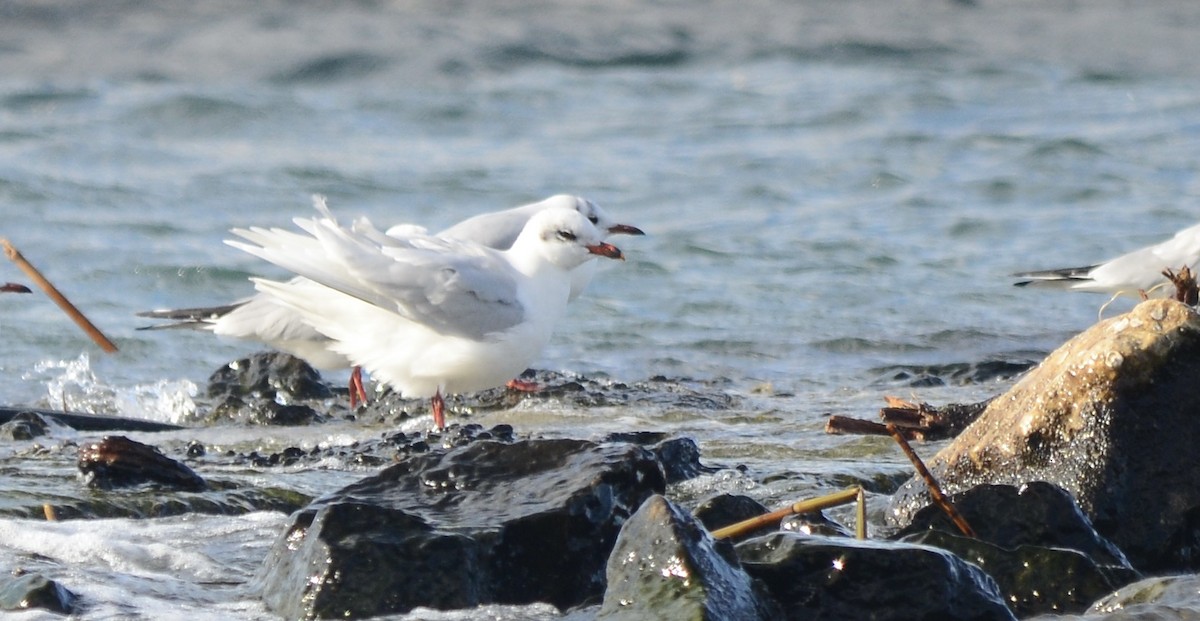 Mediterranean Gull - John Mark Simmons