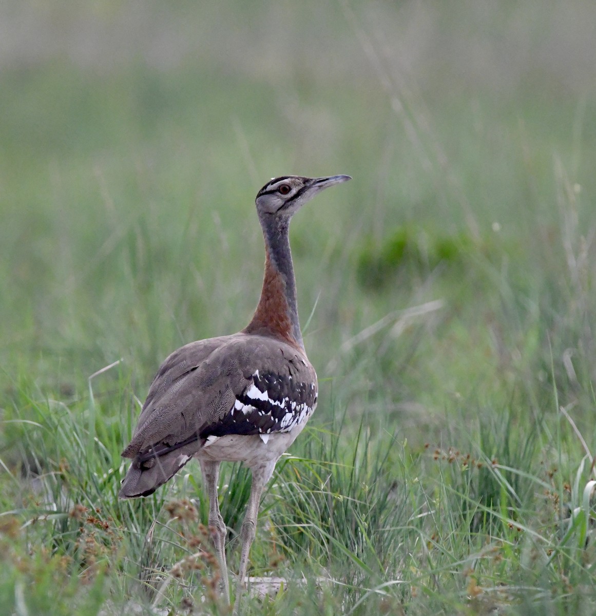 Denham's Bustard - Gabriel Jamie