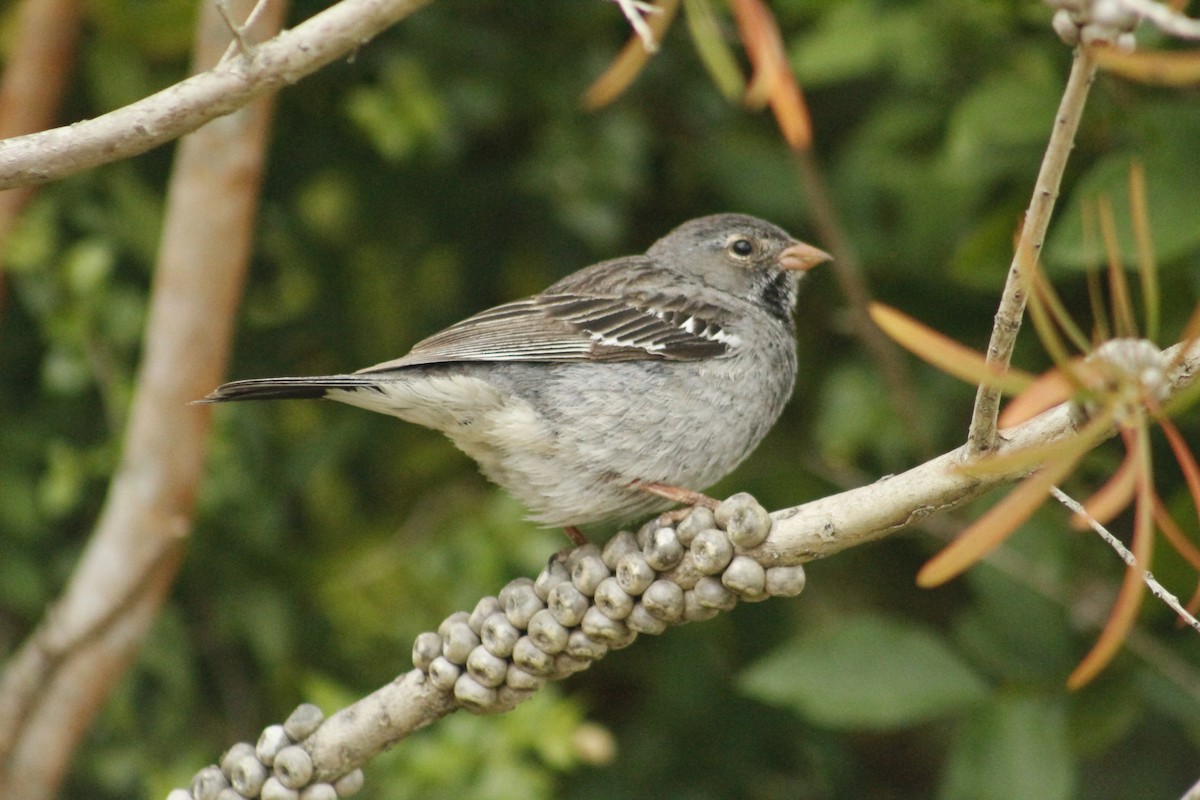 Mourning Sierra Finch - ML400324261