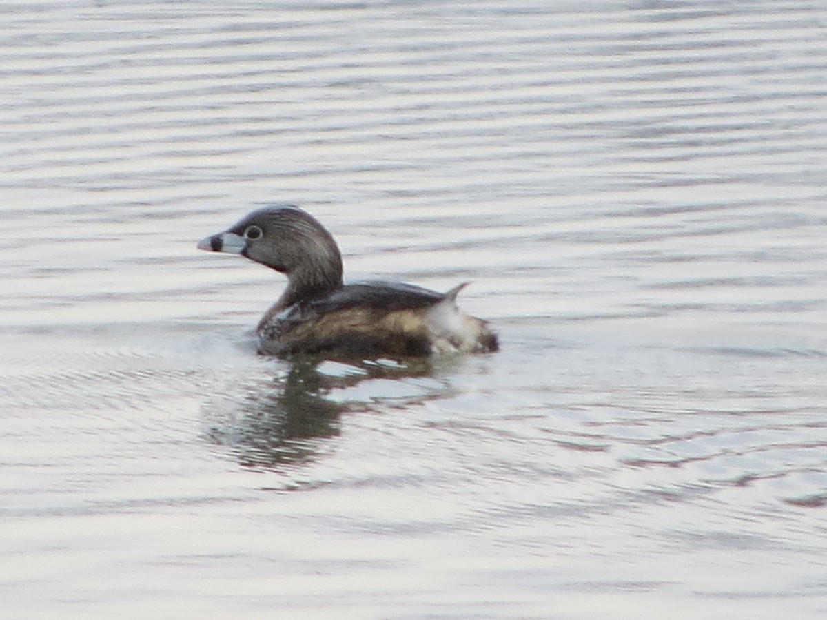 Pied-billed Grebe - ML400324391