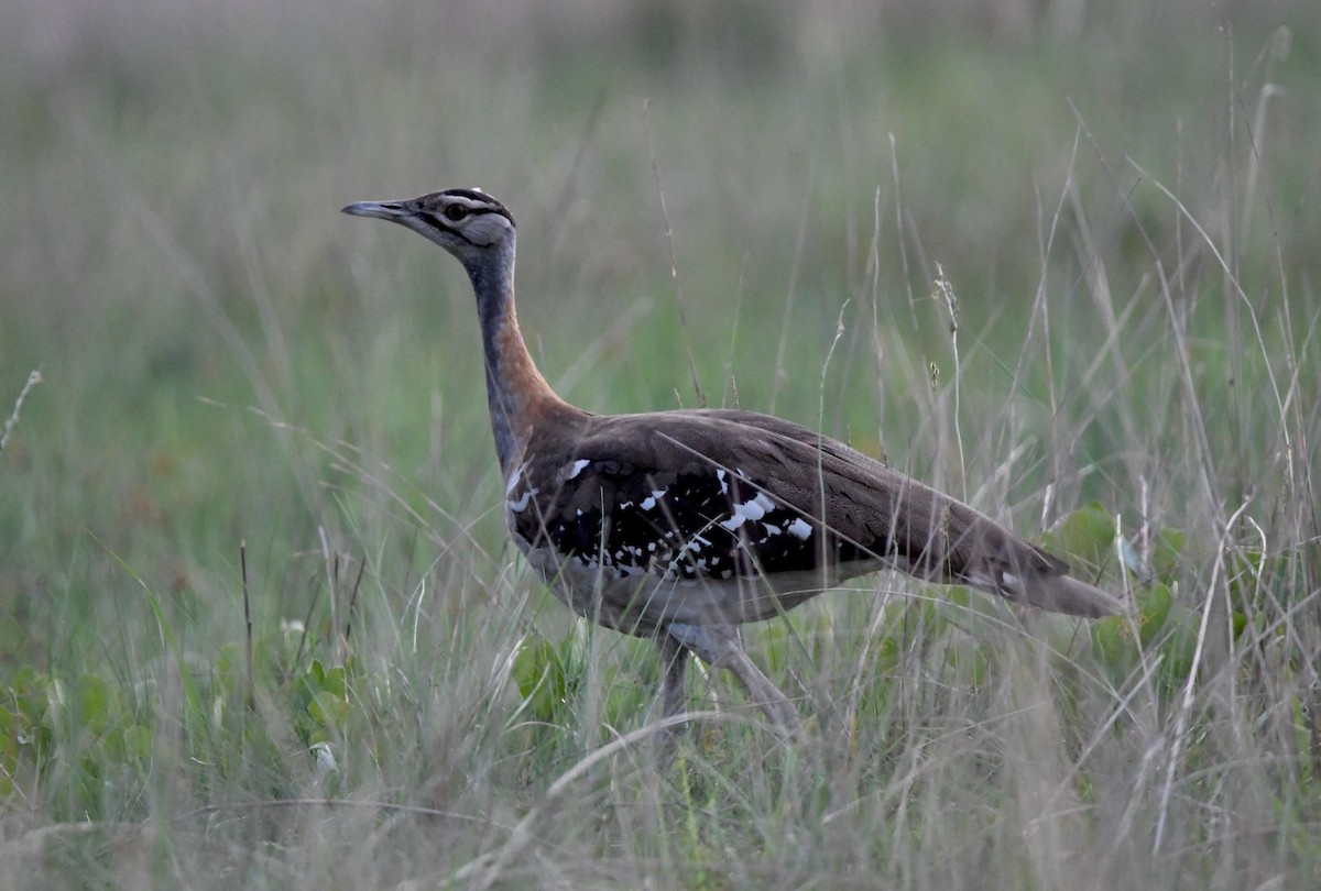 Denham's Bustard - Gabriel Jamie