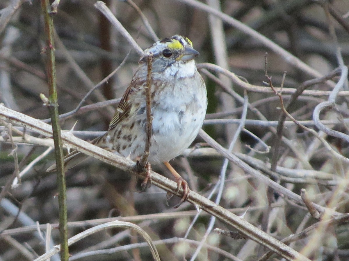 White-throated Sparrow - ML400324821