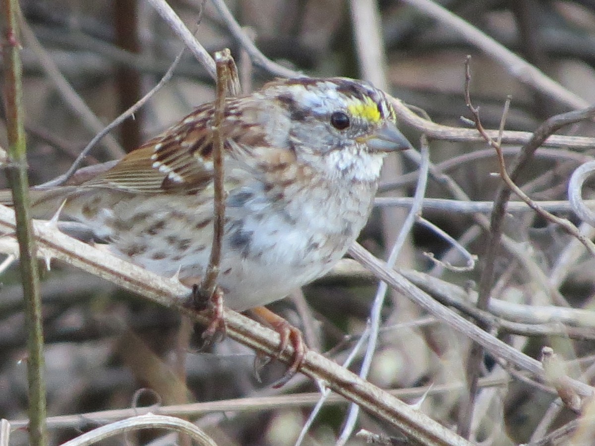 White-throated Sparrow - ML400324951