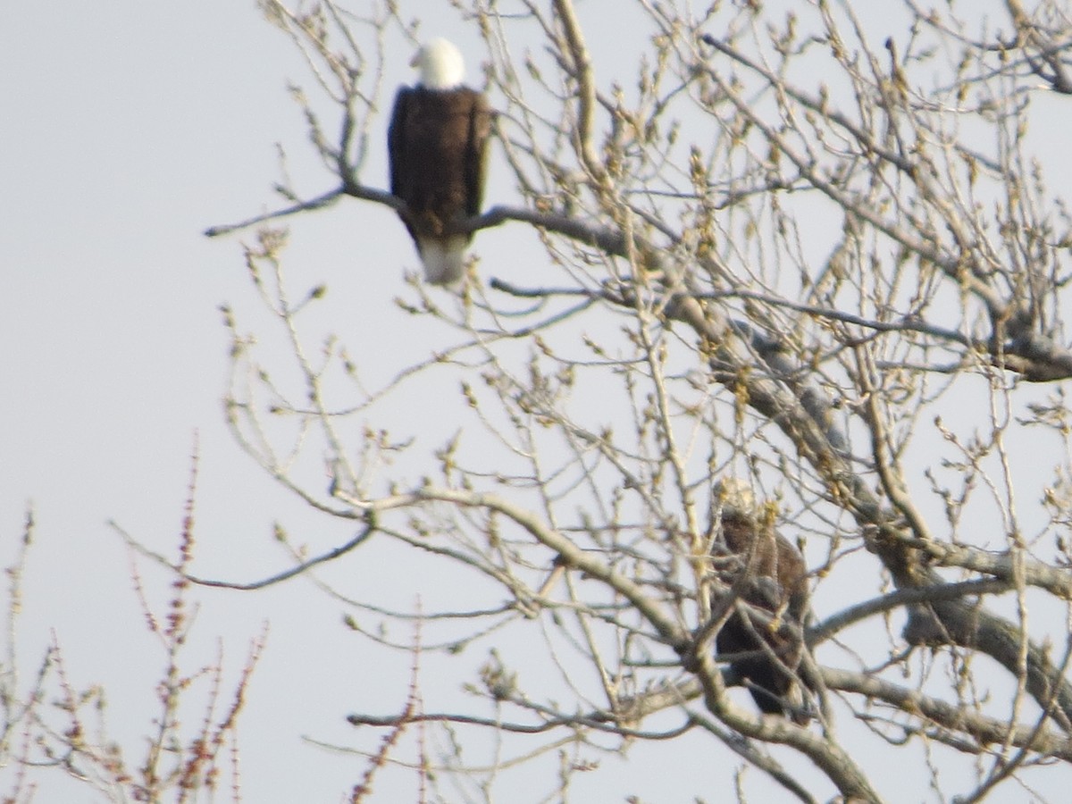 Bald Eagle - ML400325051