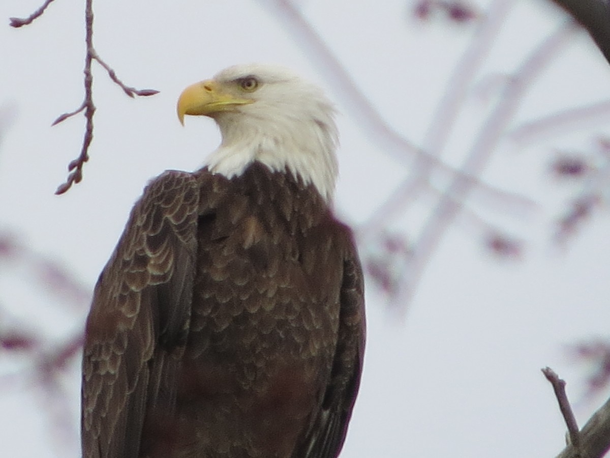 Bald Eagle - Amy Didion