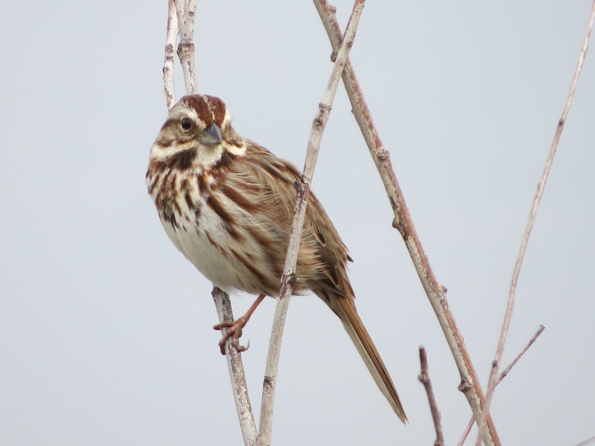 Song Sparrow - ML400325161