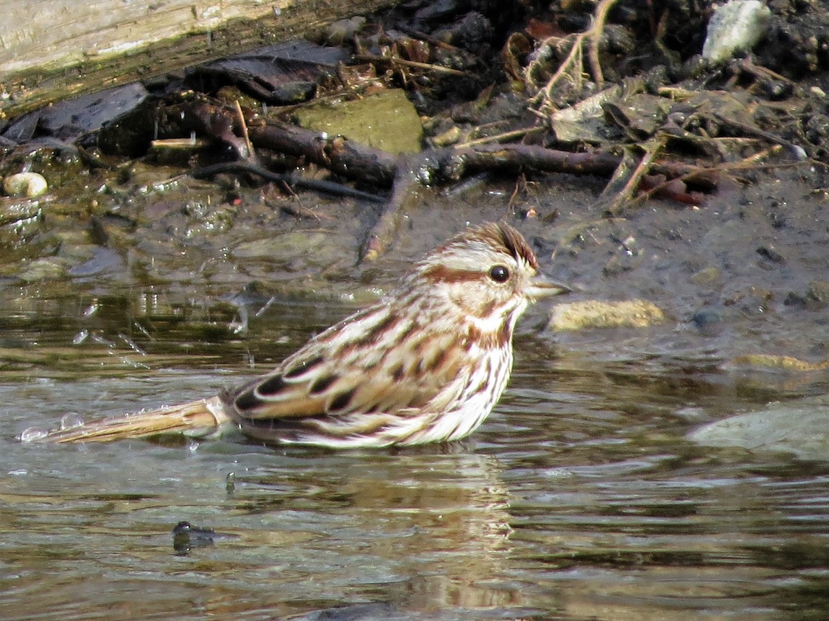 Song Sparrow - ML400325261