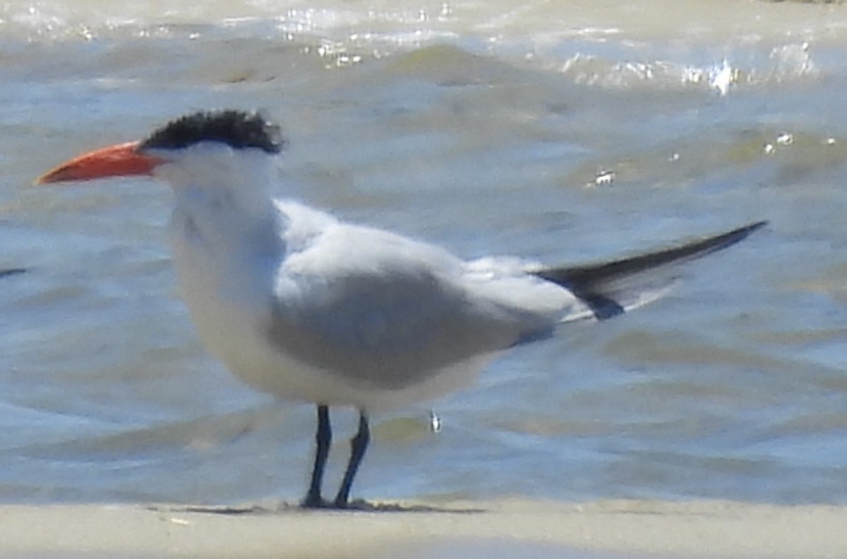 Caspian Tern - ML400325351