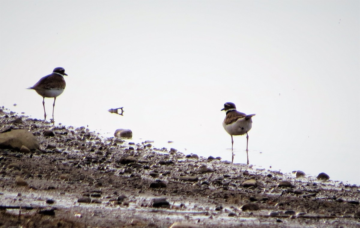 Killdeer - ML400325861