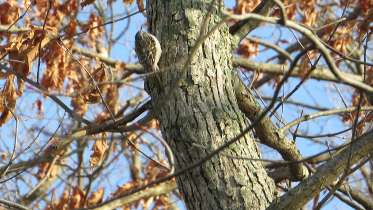 Brown Creeper - ML400326171