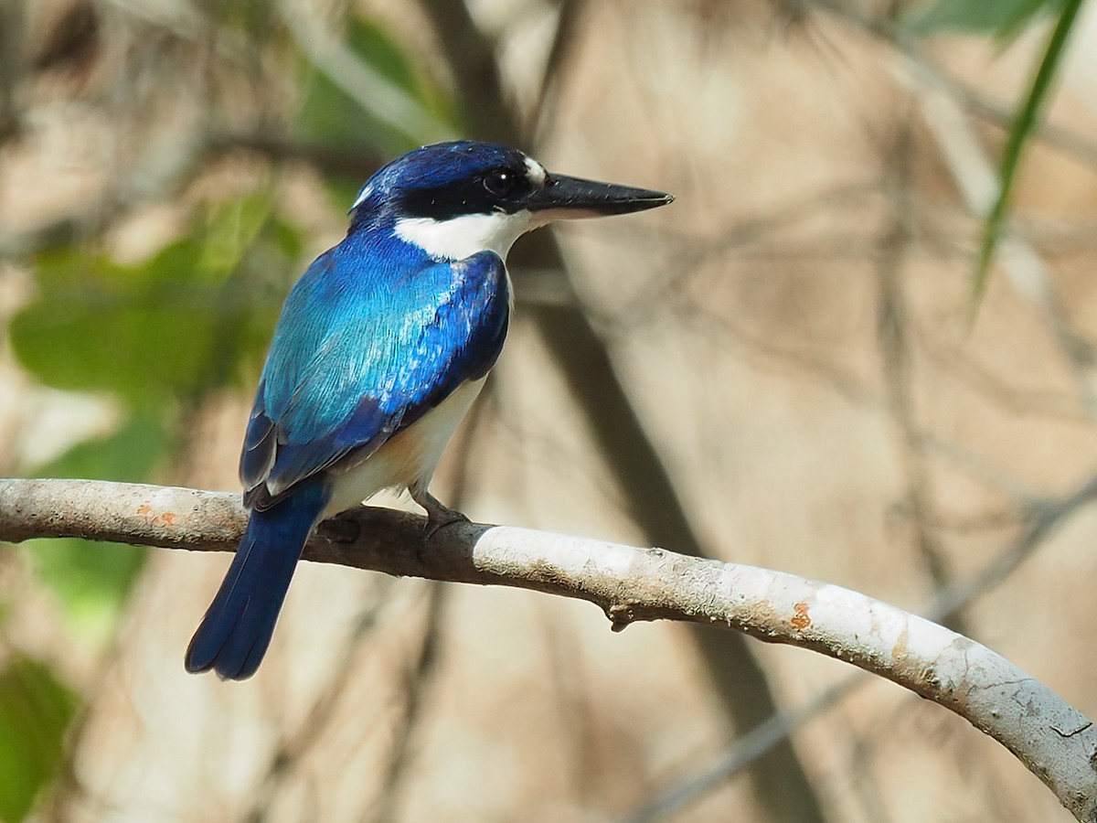 Forest Kingfisher - ML400326371