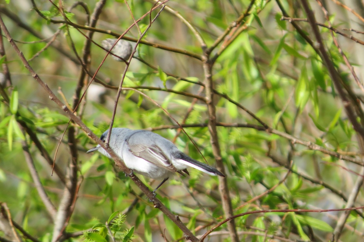 Gobemoucheron gris-bleu - ML400327541