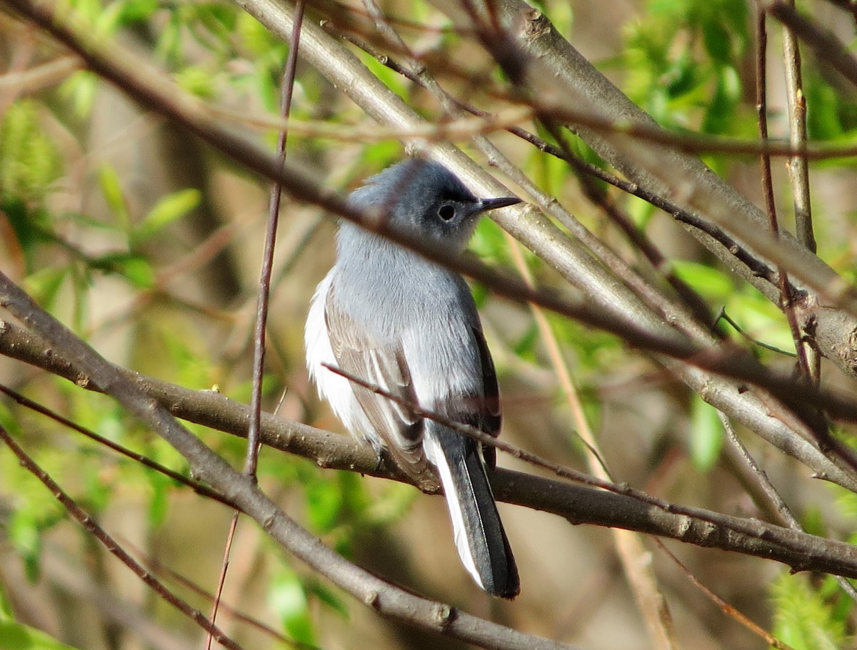 Blue-gray Gnatcatcher - ML400327561