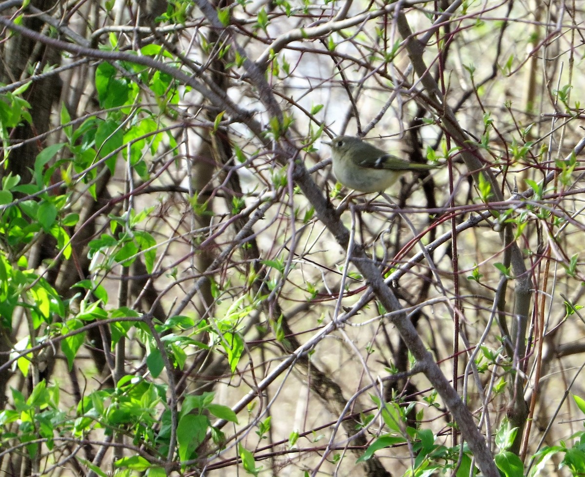 Ruby-crowned Kinglet - ML400327601