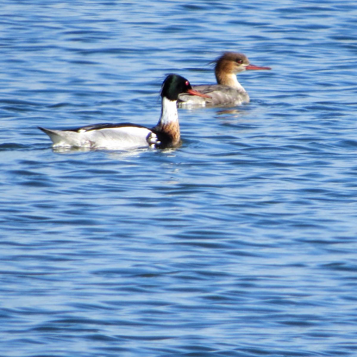 Red-breasted Merganser - ML400327751