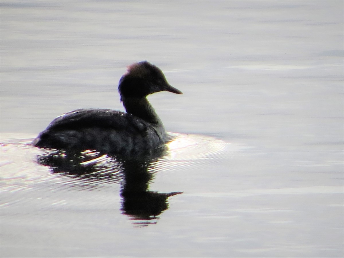 Horned Grebe - Amy Didion