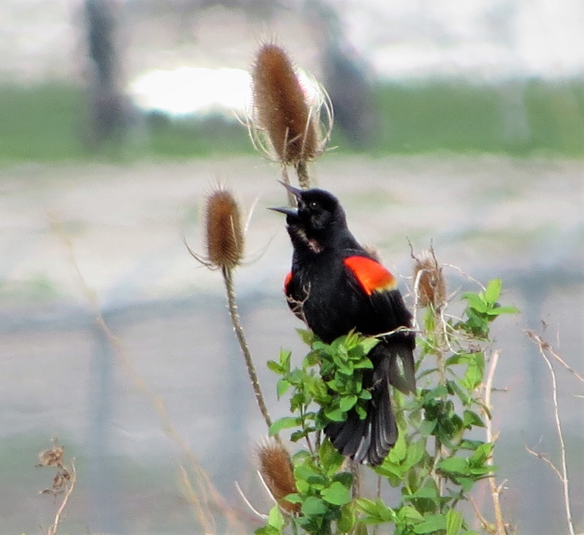 Red-winged Blackbird - ML400328781