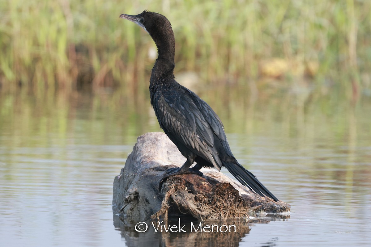 Little Cormorant - Vivek Menon