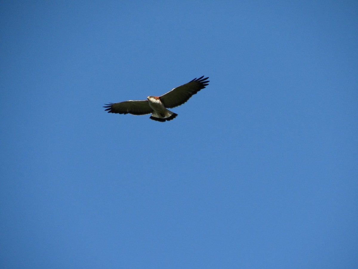 Variable Hawk - ML400330031