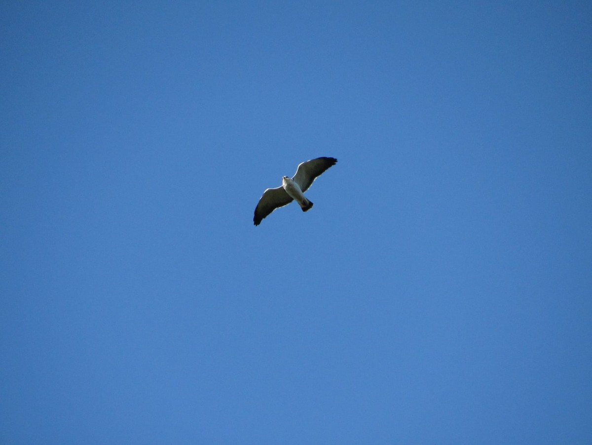 Variable Hawk - ML400330061