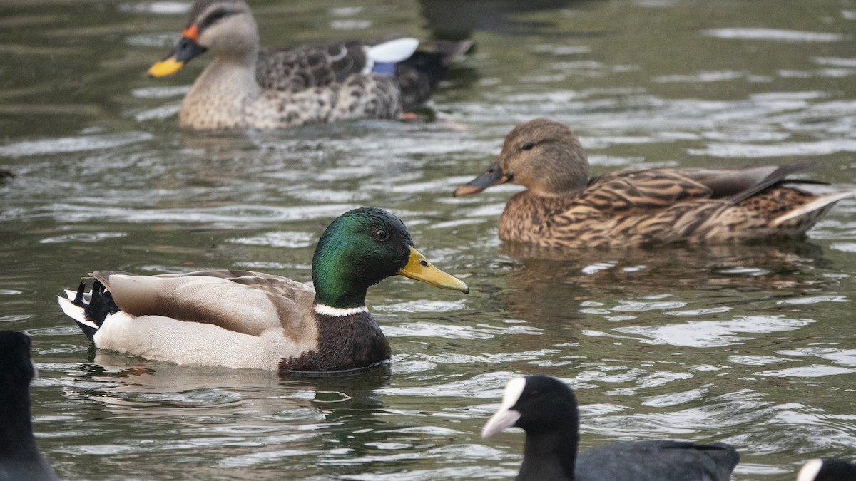 Mallard - Garima Bhatia