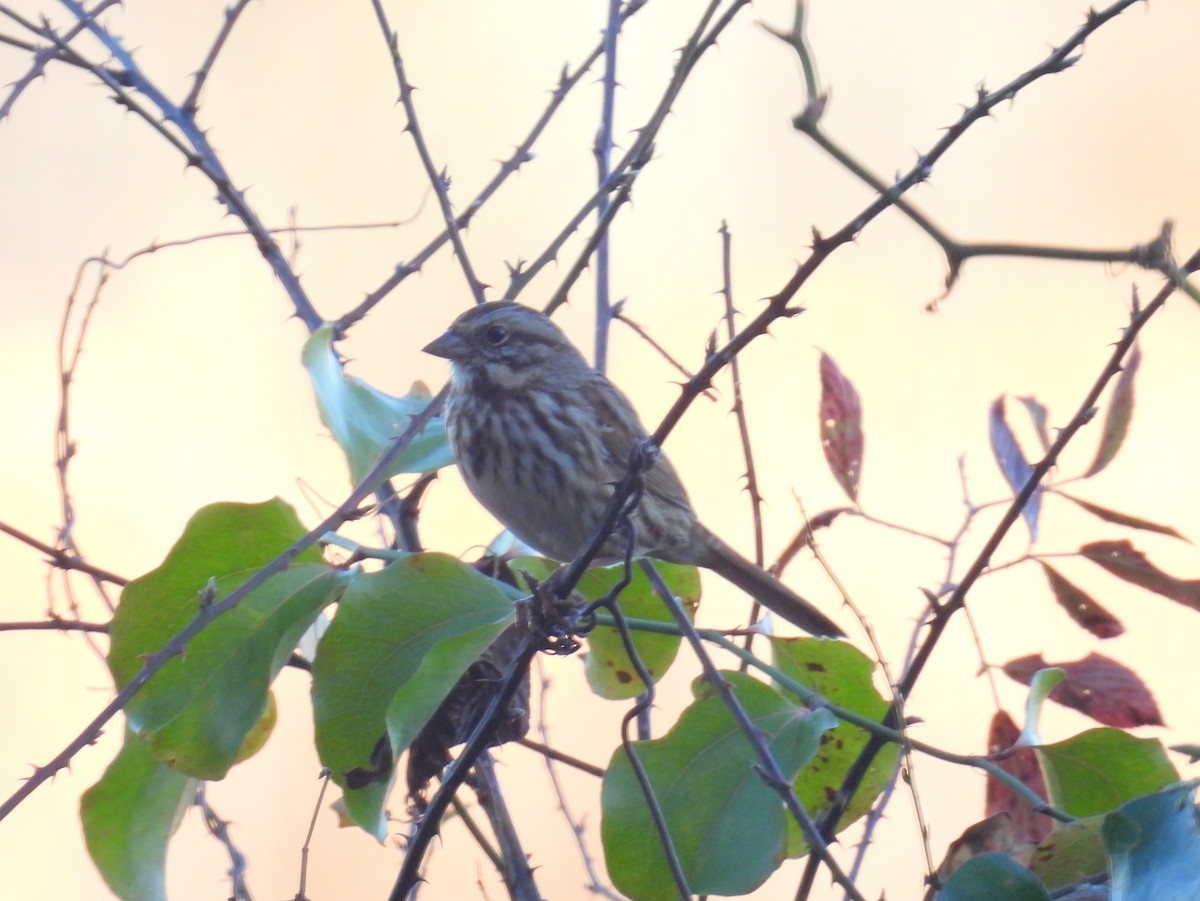 Song Sparrow (melodia/atlantica) - bob butler