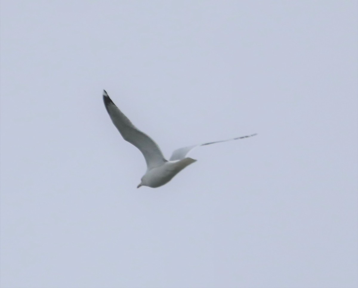 Ring-billed Gull - ML400331821