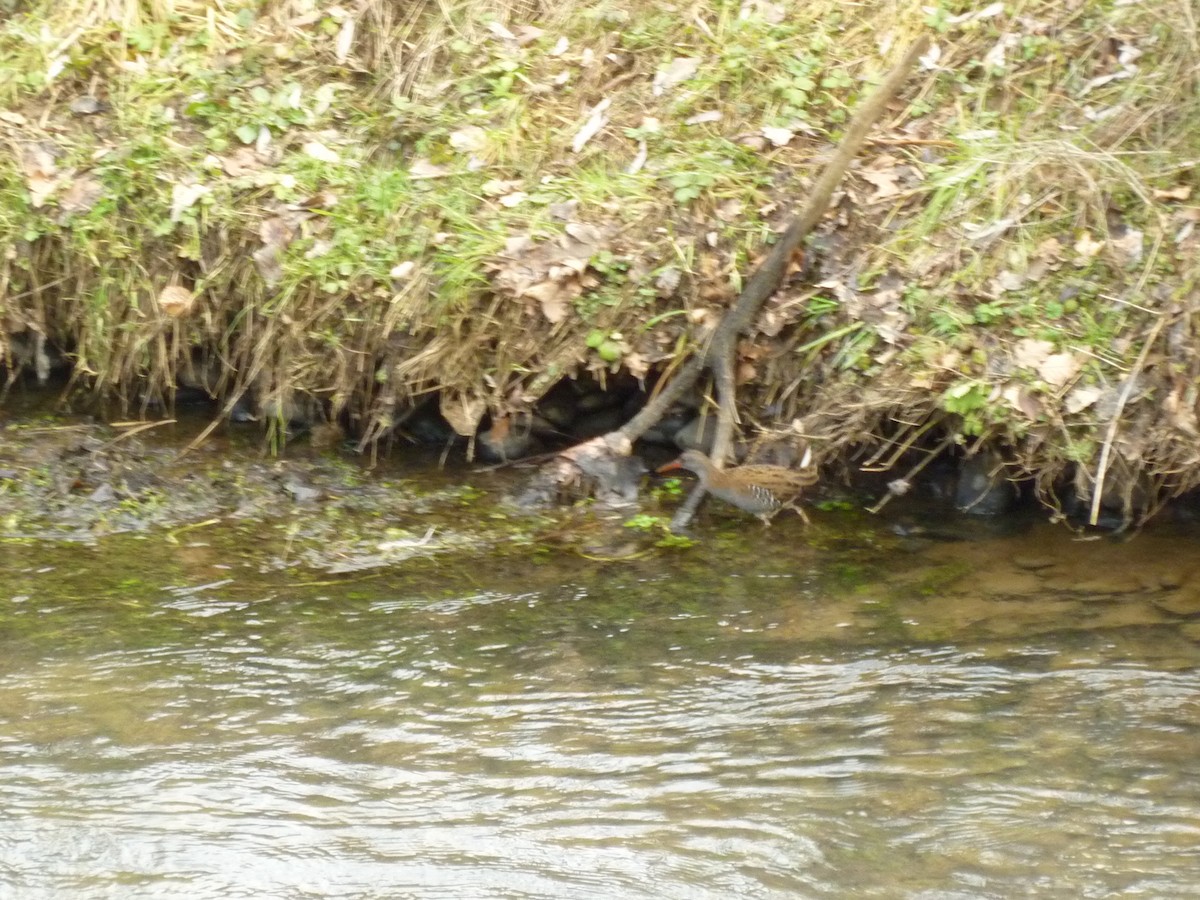 Water Rail - ML400332961