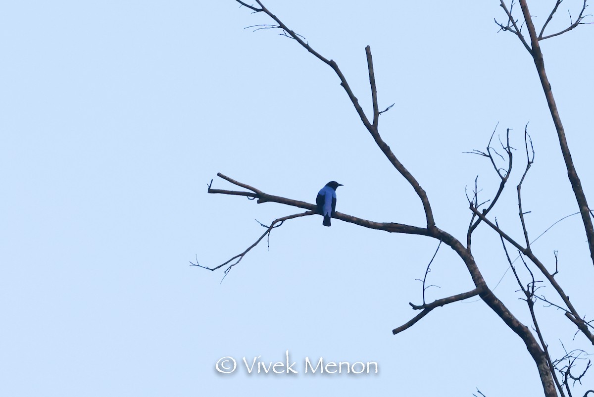 Asian Fairy-bluebird - Vivek Menon