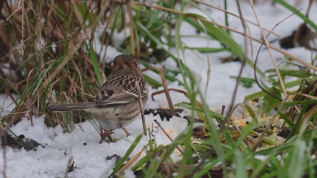 Harris's Sparrow - ML400333011