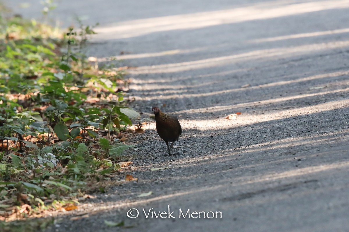 Red Junglefowl - ML400333151