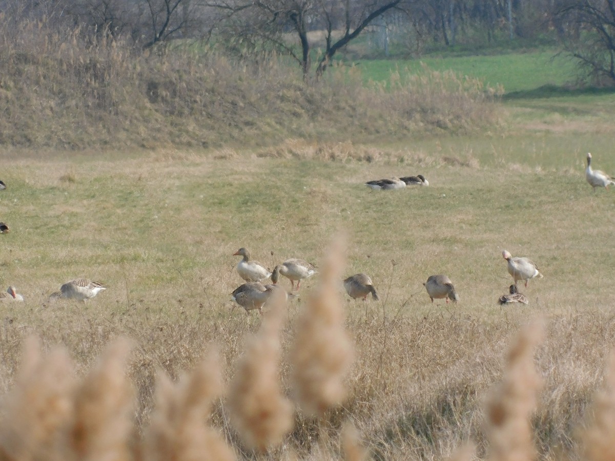 Graylag Goose - ML400333331